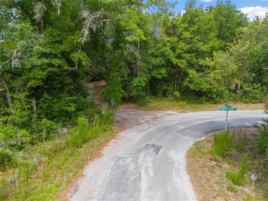 A paved road curves past a wooded lot with a street sign labeled Purplesage — 12180 W OLIVE TREE LANE, CRYSTAL RIVER, FL