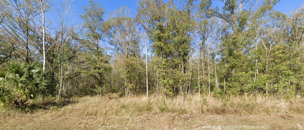 A view of a wooded lot with tall trees and dry grass in the foreground — 4720 JONATHAN STREET, HASTINGS, FL