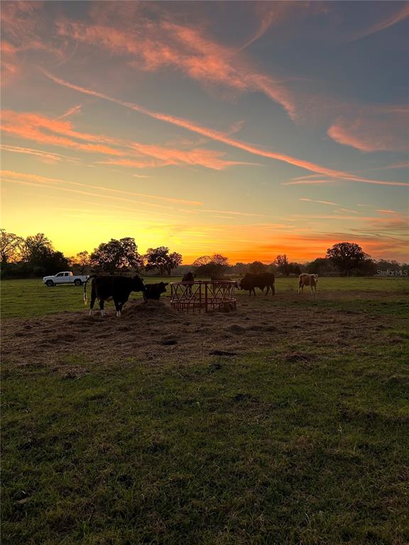 Cattle graze in a grassy pasture near a hay feeder at sunset with a truck nearby — 3650 NE 95TH STREET, ANTHONY, FL