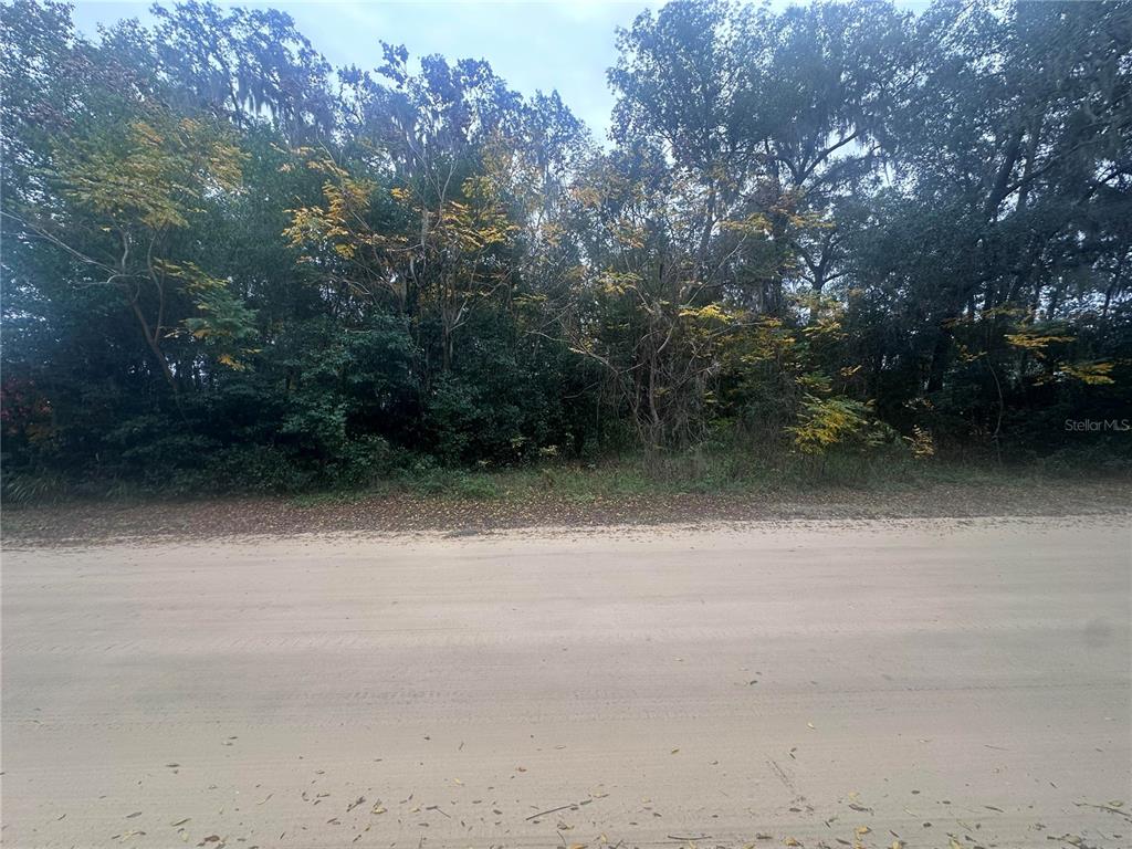 A dirt road runs in front of a densely wooded, undeveloped plot of land — SR-19, ALTOONA, FL