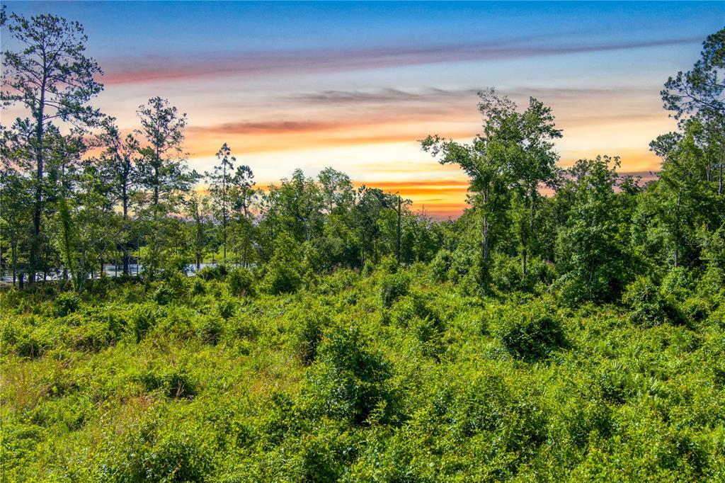 A view of a dense, green, overgrown lot with tall trees under a sunset sky — 3201 E RAULERSON ROAD, ST AUGUSTINE, FL