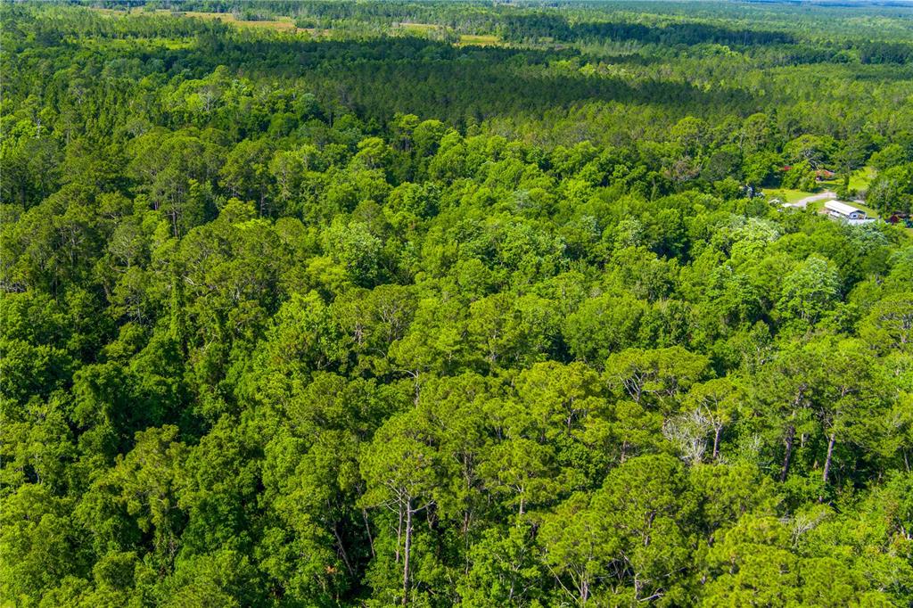 An aerial view shows a dense, green forest with a small cluster of buildings nearby — 3201 E RAULERSON ROAD, ST AUGUSTINE, FL