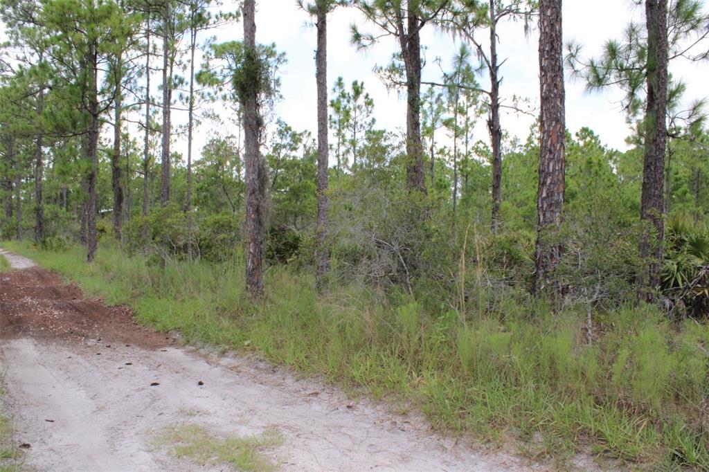 A dirt path runs alongside a wooded area filled with tall pine trees and low brush — 1714 OLEASTER AVENUE, SEBRING, FL