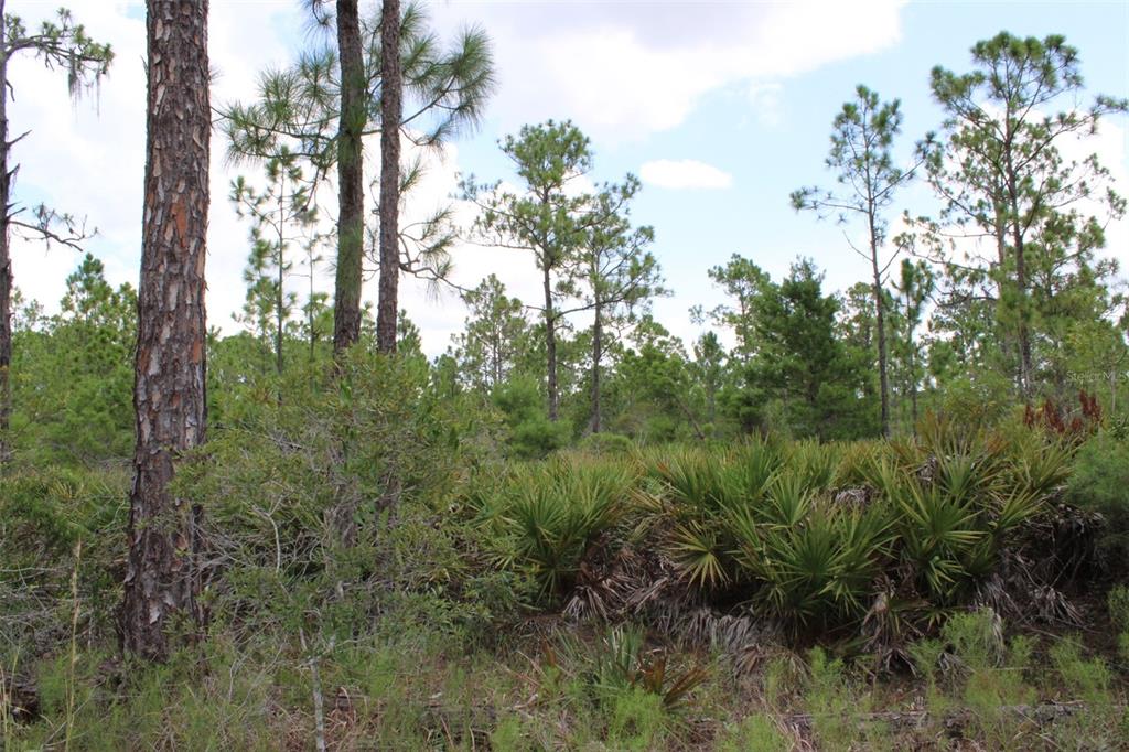 A wooded lot features tall pine trees and dense saw palmetto bushes under a cloudy sky — 1714 OLEASTER AVENUE, SEBRING, FL