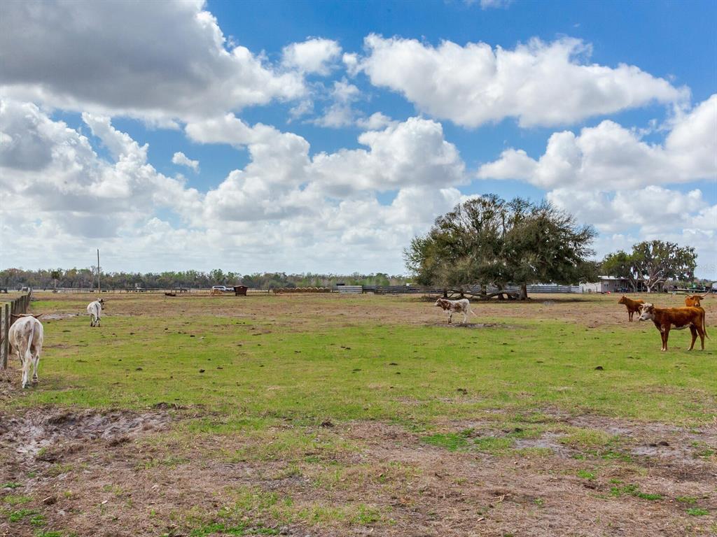 Cattle graze in a large, grassy pasture under a bright, cloudy sky — 0 S CR 39, LITHIA, FL
