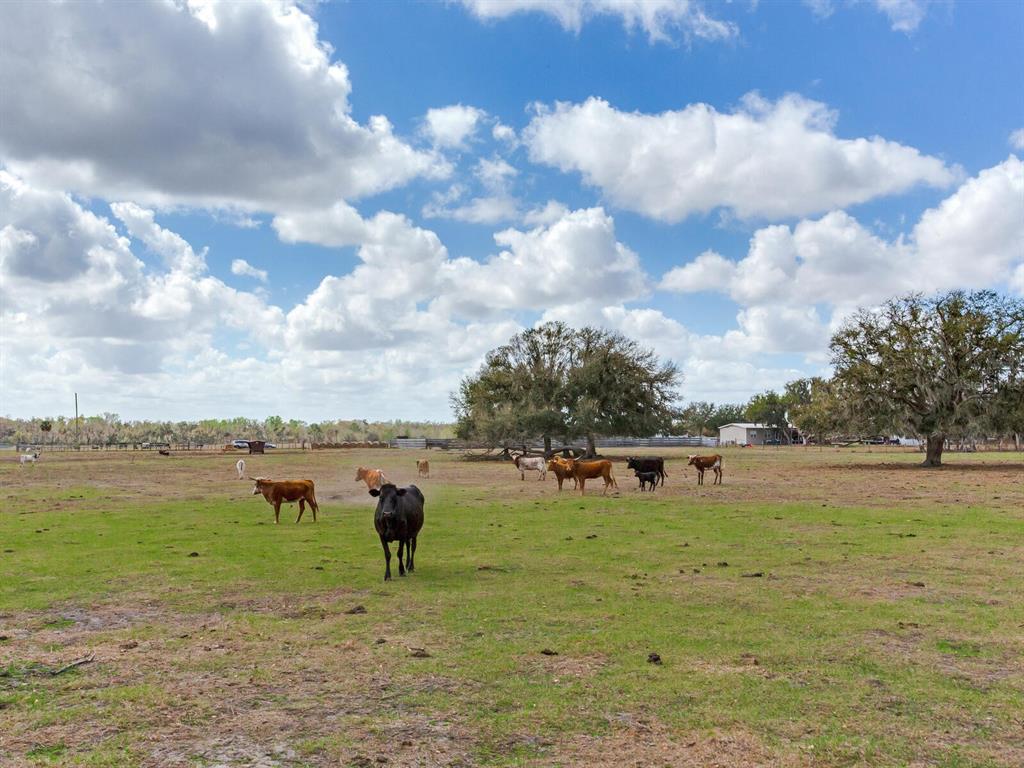 A herd of cattle grazes in a large, grassy pasture under a cloudy blue sky — 0 S CR 39, LITHIA, FL