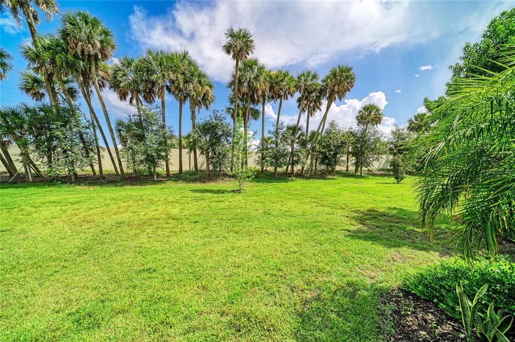 A grassy backyard features a line of tall palm trees against a blue sky — 288 SOLIERA STREET, NOKOMIS, FL
