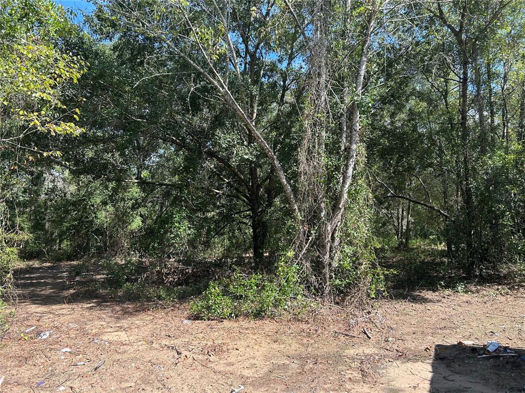 A wooded lot with dense trees and brush under a clear blue sky — 1631 NE 123RD TERRACE, WILLISTON, FL