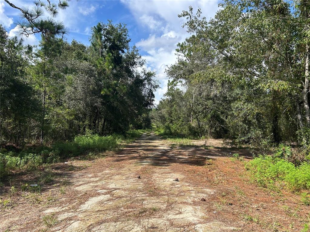 A dirt path leads through a wooded area under a blue sky with scattered clouds — 1631 NE 123RD TERRACE, WILLISTON, FL