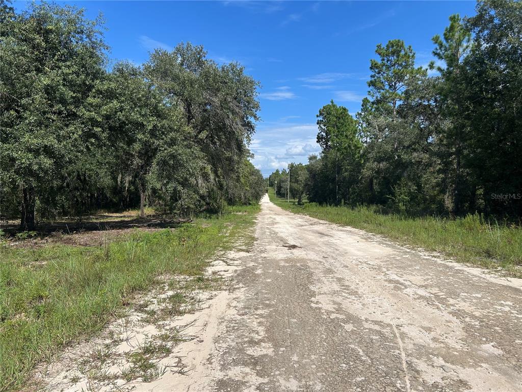 A dirt road stretches through a wooded area under a clear blue sky — 1631 NE 123RD TERRACE, WILLISTON, FL