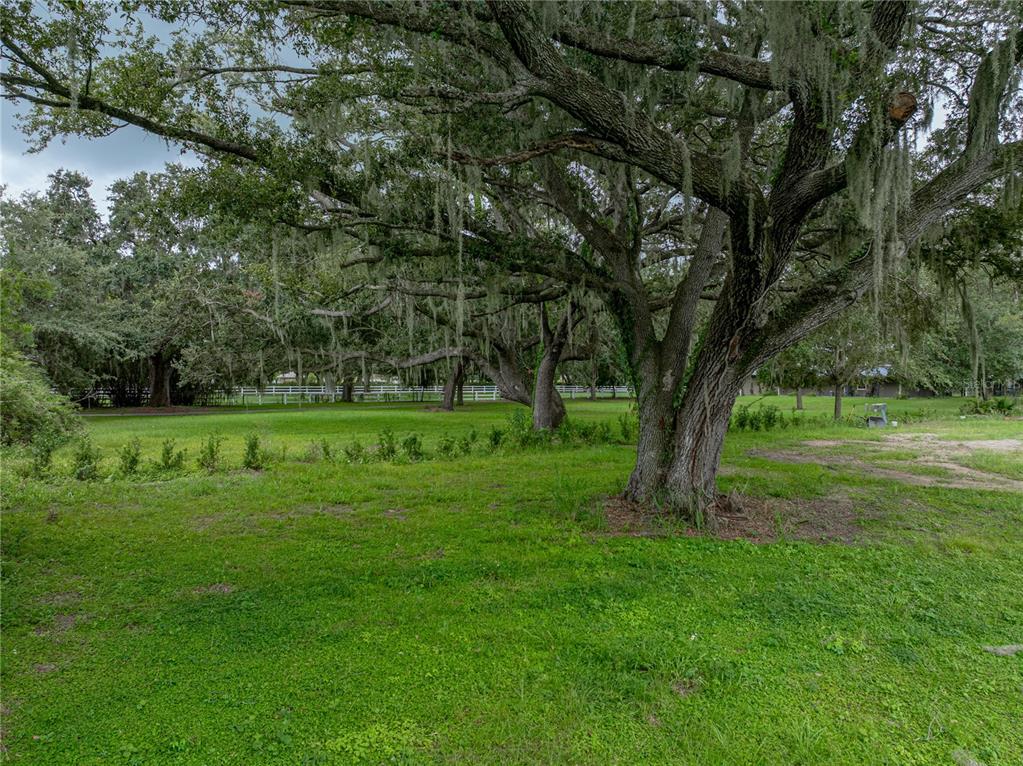 A large, moss-draped oak tree stands in a grassy yard with a white fence behind — OLD BERKLEY ROAD, AUBURNDALE, FL