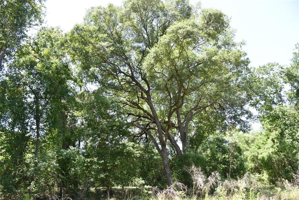A large, mature oak tree stands in a wooded area under a clear blue sky — 21312 NE 69TH PLACE, MELROSE, FL