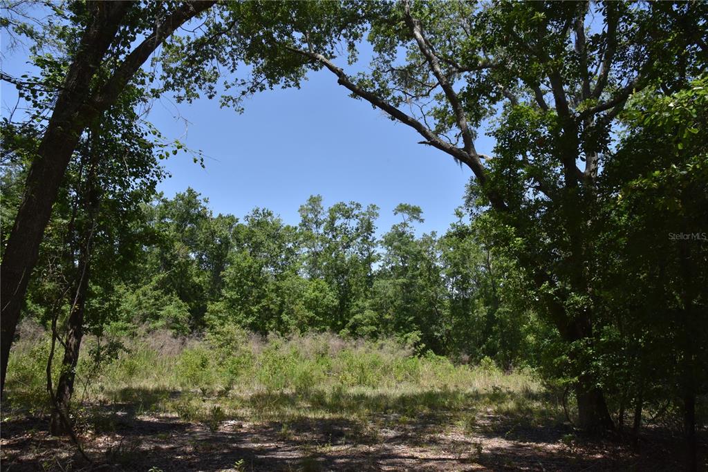 A view of a wooded, undeveloped lot with tall trees and low-lying brush — 21312 NE 69TH PLACE, MELROSE, FL