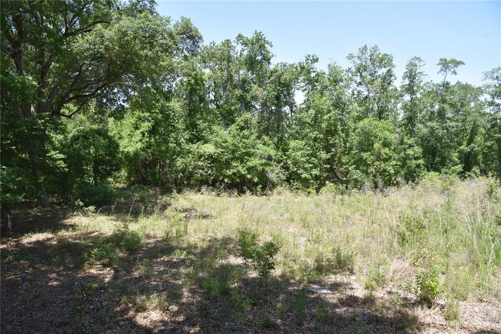 A grassy, partially cleared lot is bordered by a dense forest of mature trees — 21312 NE 69TH PLACE, MELROSE, FL
