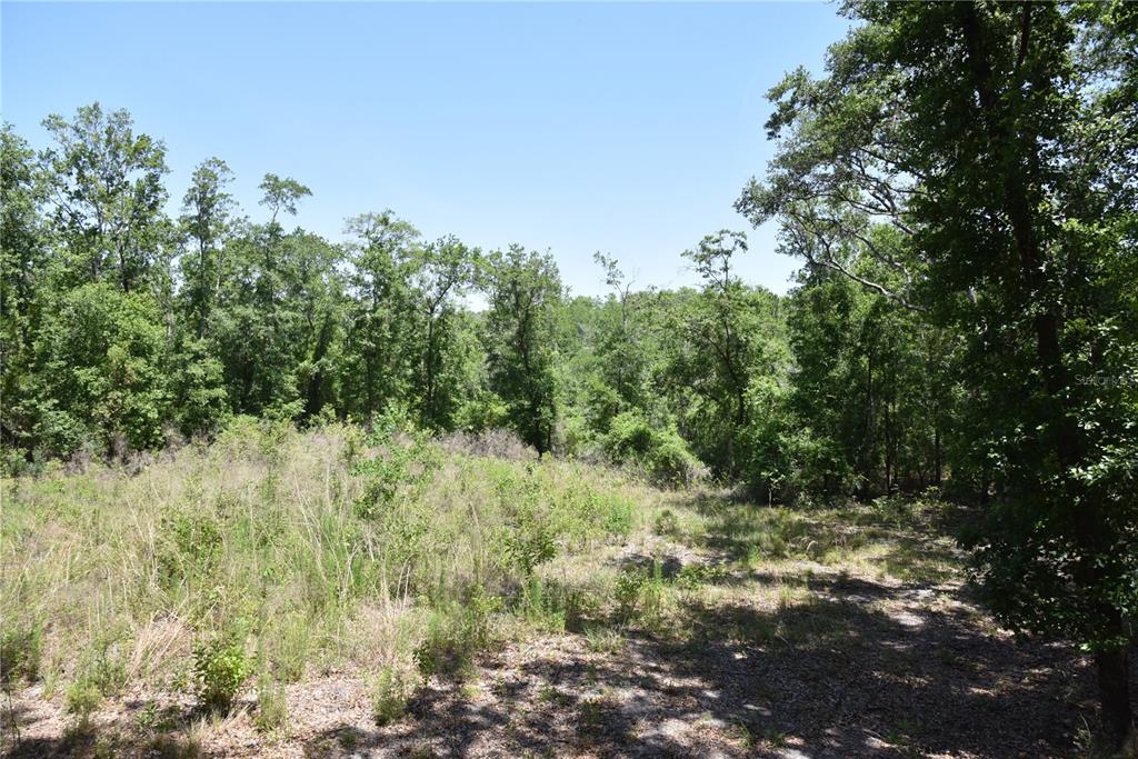 A grassy, partially cleared lot is bordered by a dense forest under a clear sky — 21312 NE 69TH PLACE, MELROSE, FL