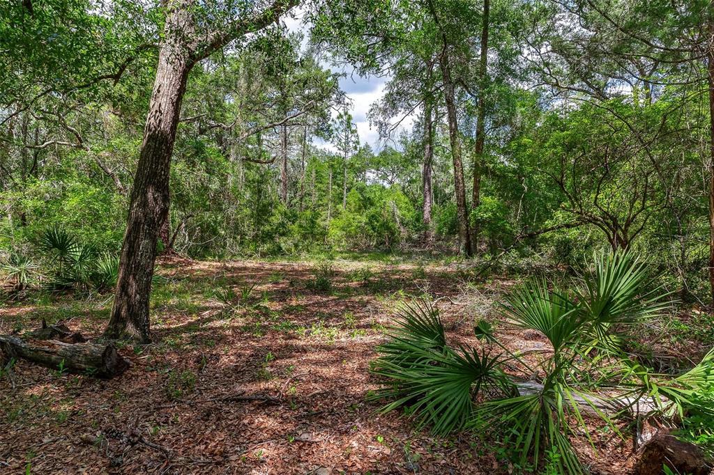 SE 152ND - LOT 16 (RAVENSWOOD RD) PARCEL B PLACE, ALTOONA, FL — photo 4 of 30