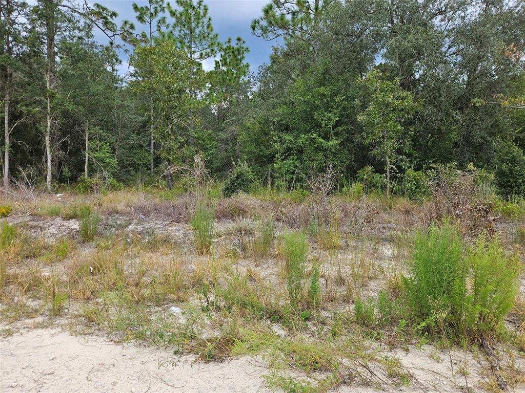 0000 NE 67TH STREET, BRONSON, FL — photo 2 of 4
