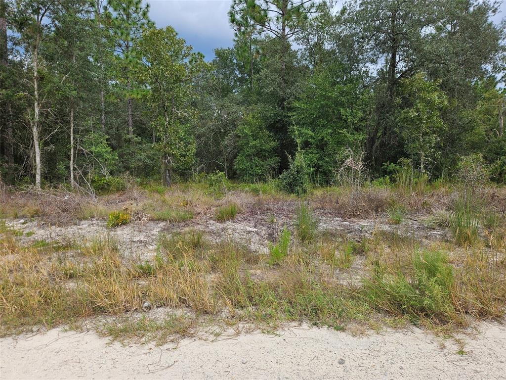 0000 NE 67TH STREET, BRONSON, FL — photo 3 of 4