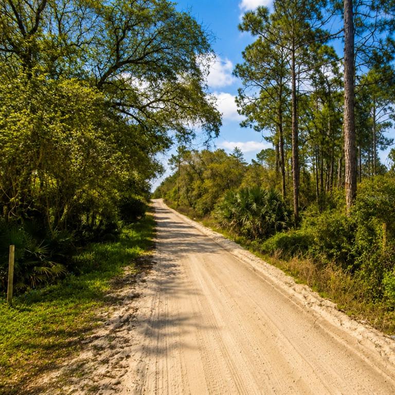 A dirt road winds through a wooded area with tall trees and lush green vegetation — LESLIE DRIVE, DELAND, FL