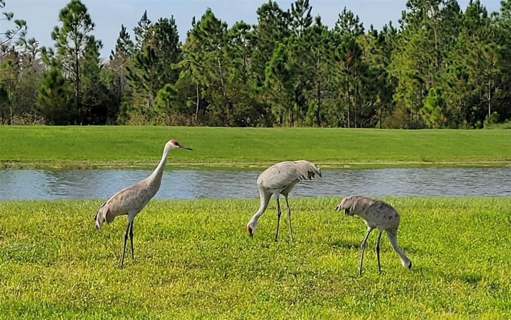 13051 SPRING GROVE WAY, WINTER GARDEN, FL — photo 4 of 54