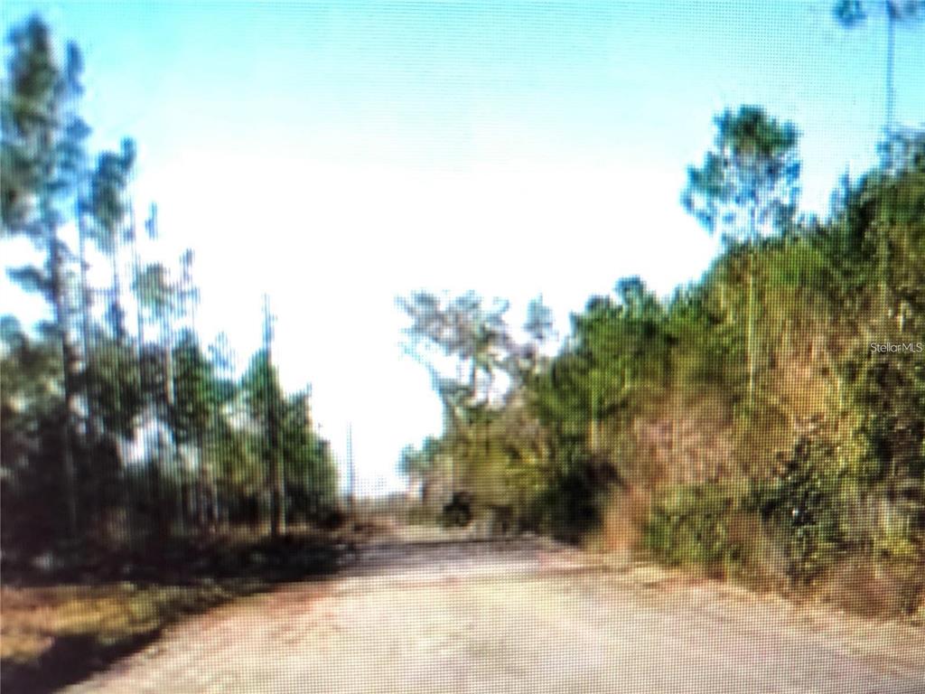 A dirt road leads through a wooded area under a bright sky — 35 Acres MADISON MAIN LINE, PERRY, FL