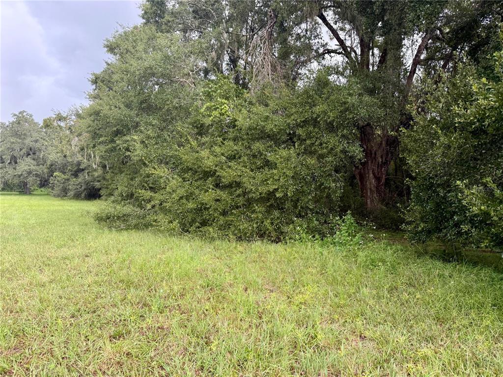 A grassy field borders a dense line of mature trees and overgrown vegetation — 0 STATE ROAD 471, WEBSTER, FL