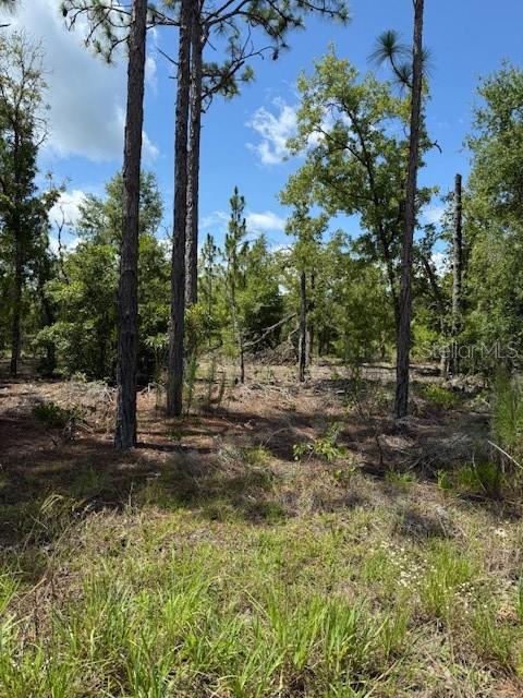 A wooded lot with tall pine trees and scattered brush under a blue sky — 111 S DAKOTA STREET, HAWTHORNE, FL