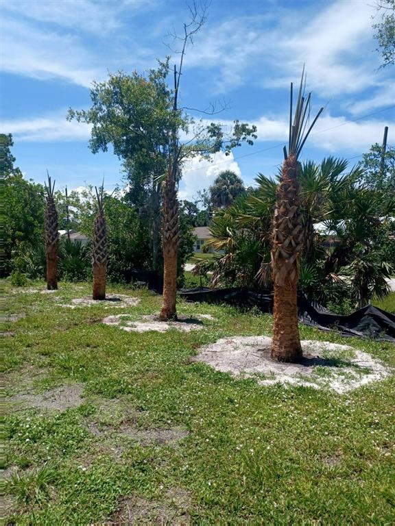 Four palm trees stand in a grassy yard with a black landscape barrier in the background — LIN GINA TERRACE, EDGEWATER, FL