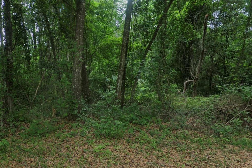 A dense, wooded lot with various trees and thick undergrowth — 102 RIDGELINE AVENUE, SATSUMA, FL