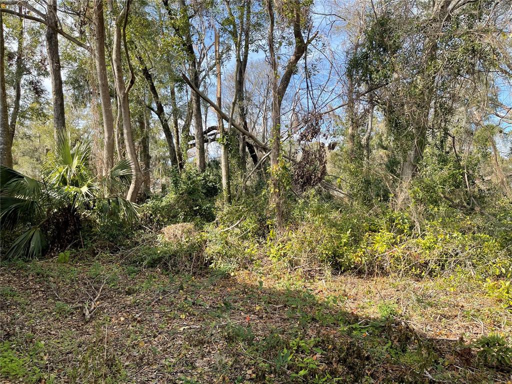 A wooded lot with dense vegetation, tall trees, and a fallen tree branch — lot 1 NW 135TH TERRACE, ALACHUA, FL