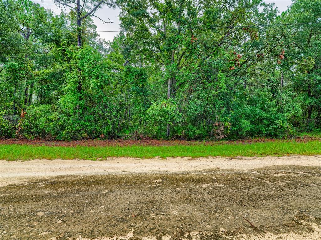 A dirt road runs in front of a dense, wooded lot with green trees — 6342 KARWICH AVENUE, WEBSTER, FL