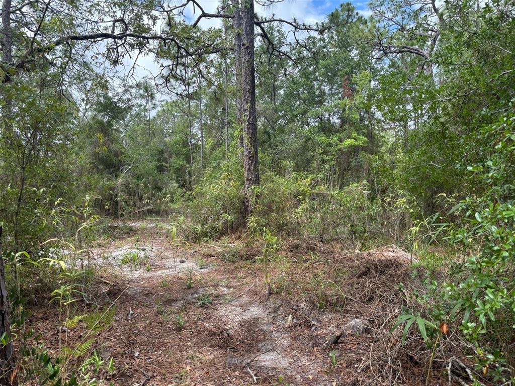 A wooded lot with sandy ground, pine trees, and dense underbrush — 18379 THOMAS BOULEVARD, HUDSON, FL