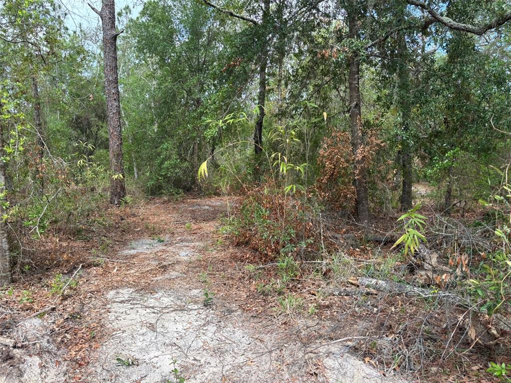 A dirt path leads into a wooded area with sandy ground and dense trees — 18379 THOMAS BOULEVARD, HUDSON, FL