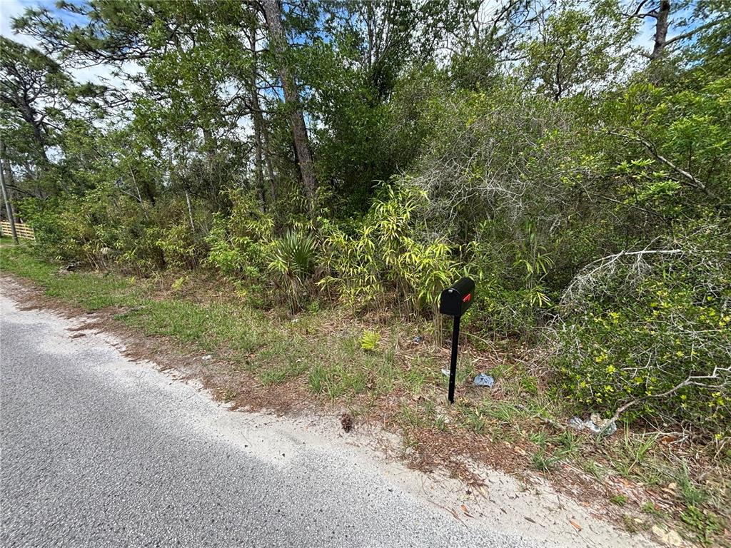 A black mailbox stands on a grassy roadside in front of dense, wooded vegetation — 18379 THOMAS BOULEVARD, HUDSON, FL