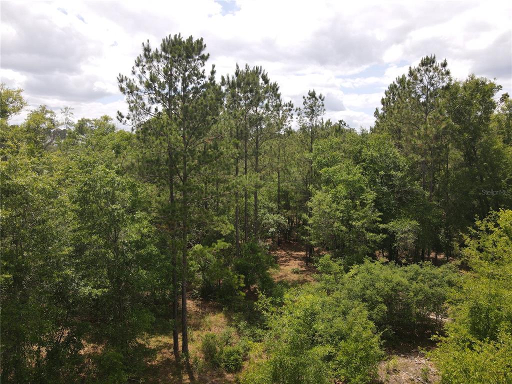 A dense wooded lot with tall pine trees and mixed undergrowth under a cloudy sky — TBD N STATE ROAD 121 UNIT 1, ALACHUA, FL