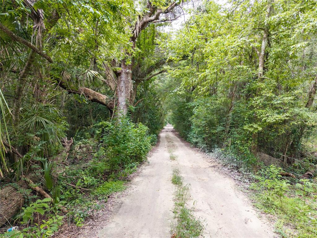 A dirt road winds through a dense, lush forest with overhanging tree branches — SW 57TH RD, GAINESVILLE, FL