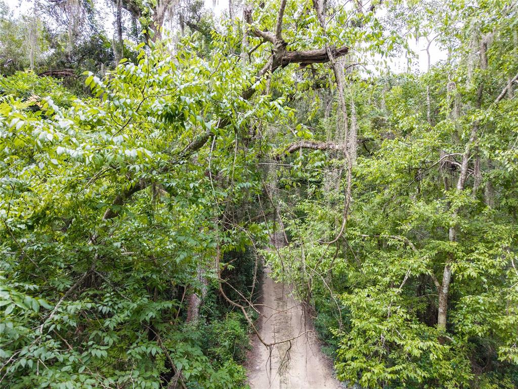 A dirt path winds through a dense, green forest canopy with hanging Spanish moss — SW 57TH RD, GAINESVILLE, FL