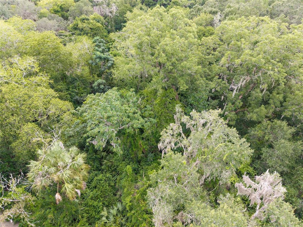 An aerial view of a dense, lush forest canopy featuring various trees and Spanish moss — SW 57TH RD, GAINESVILLE, FL