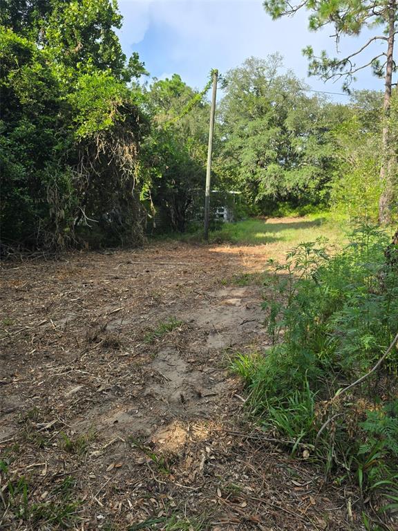 A cleared, sandy lot features a utility pole and dense surrounding trees and vegetation — 650 NE 138 AVENUE, WILLISTON, FL