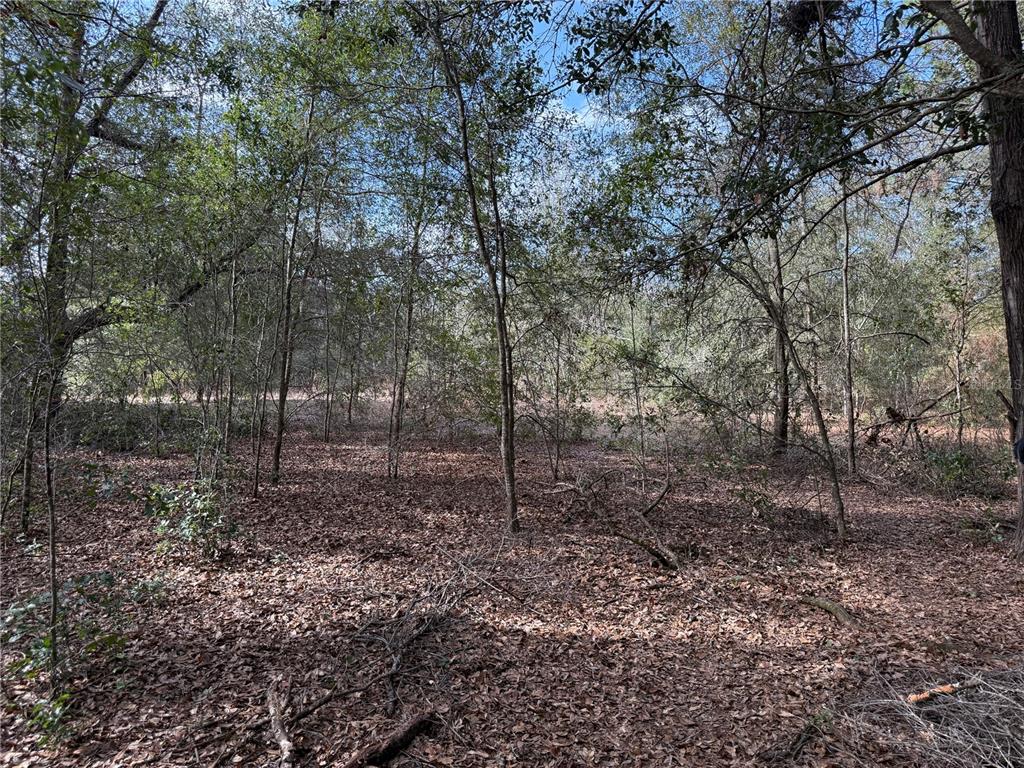 A paved road runs alongside a wooded lot with mature trees under a cloudy sky — SE 92ND COURT, BELLEVIEW, FL
