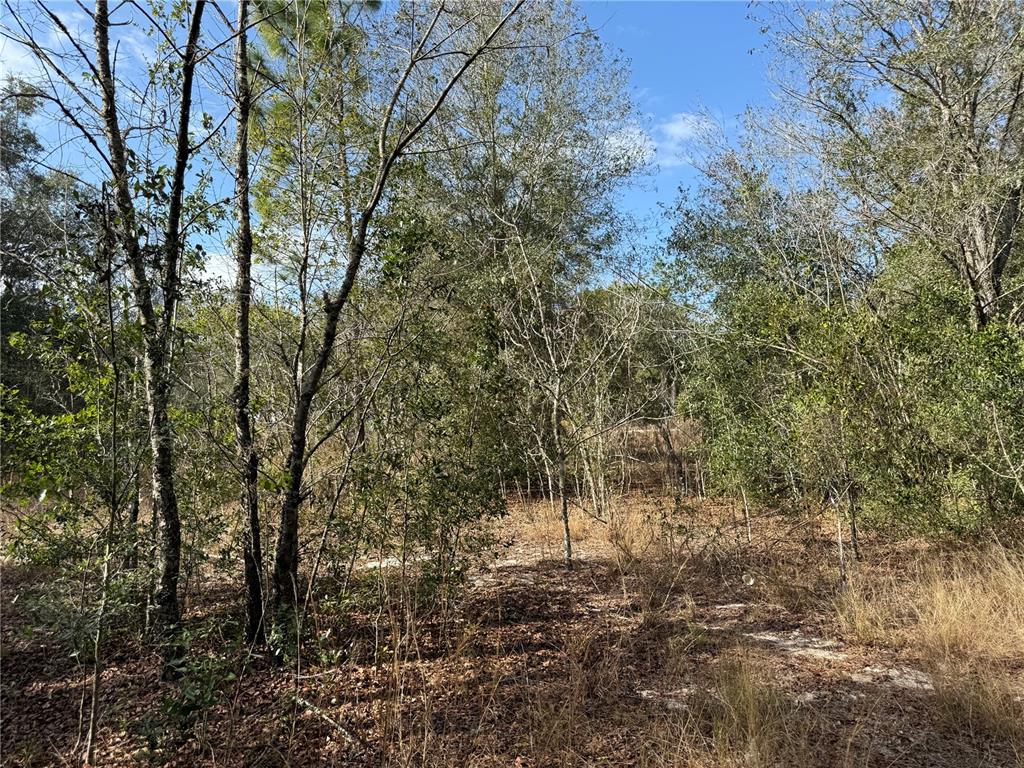 A wooded lot covered in fallen leaves with various trees under a blue sky — SE 92ND COURT, BELLEVIEW, FL