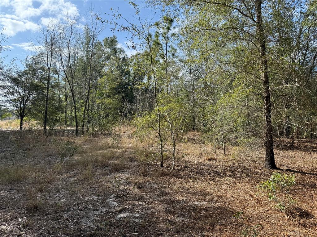 A wooded lot with scattered trees and dry brush under a clear blue sky — SE 92ND COURT, BELLEVIEW, FL
