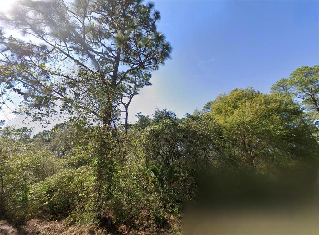 A view of a wooded lot featuring a tall pine tree and dense green vegetation — CHINABERRY WAY, EUSTIS, FL
