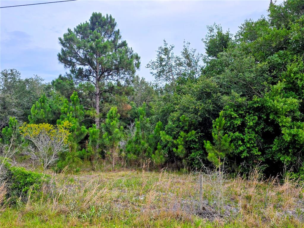 A grassy lot features a mix of young pine trees and dense, mature forest foliage — 0 AVON PARK CUTOFF ROAD, FORT MEADE, FL