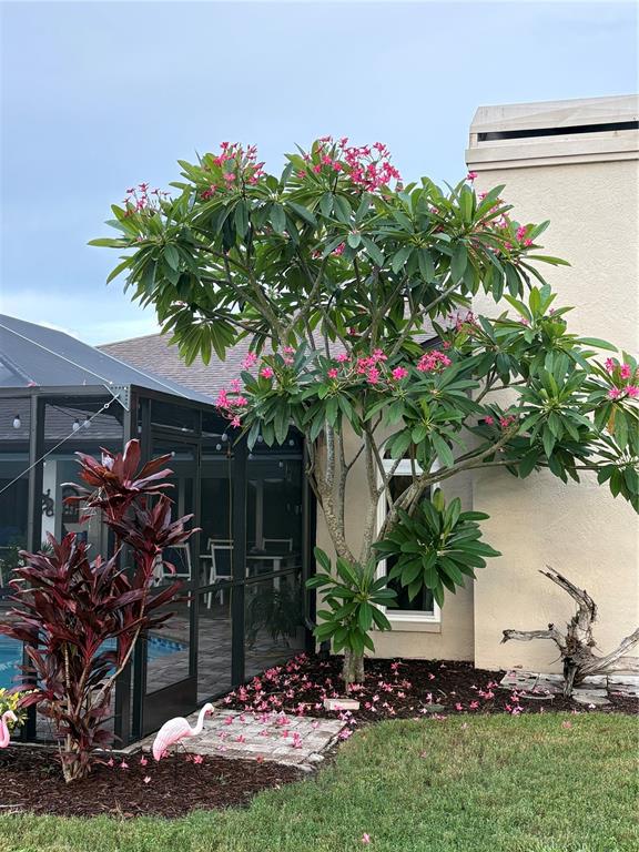 A flowering plumeria tree stands next to a screened pool enclosure and a house exterior — 5092 KILTY COURT E, BRADENTON, FL