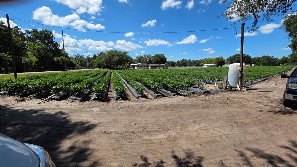 A large agricultural field with rows of crops planted in black plastic mulch — GALLAGHER ROAD, DOVER, FL