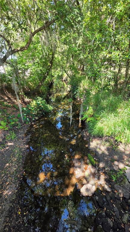 A small, shallow creek flows through a wooded area with overhanging trees and moss — GALLAGHER ROAD, DOVER, FL