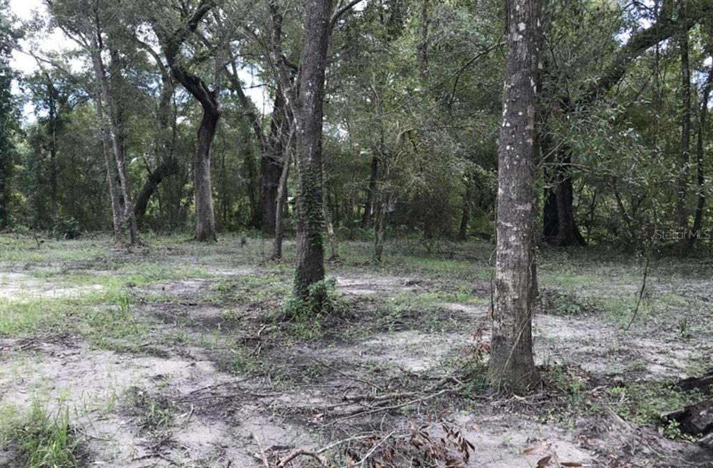 A wooded lot with sandy ground and several mature trees under a bright sky — TBD1 SW 129TH BOULEVARD, WEBSTER, FL