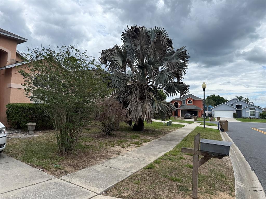 A view of a suburban street with a large palm tree and residential homes — 8128 YELLOW CRANE DRIVE, KISSIMMEE, FL