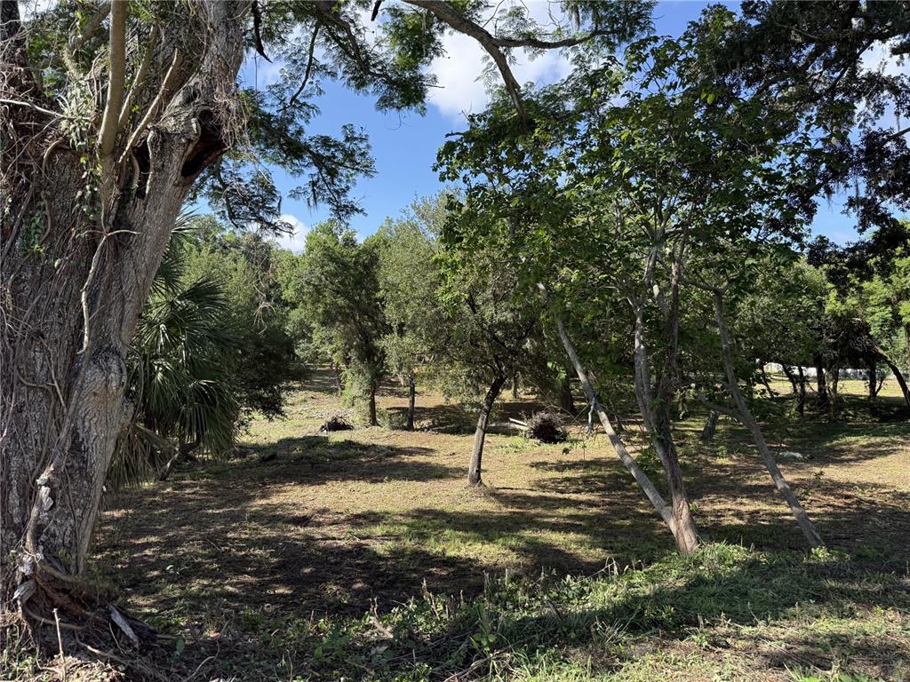 A wooded lot with mature trees and cleared ground under a bright blue sky — 521 E CLAY AVENUE, BRANDON, FL
